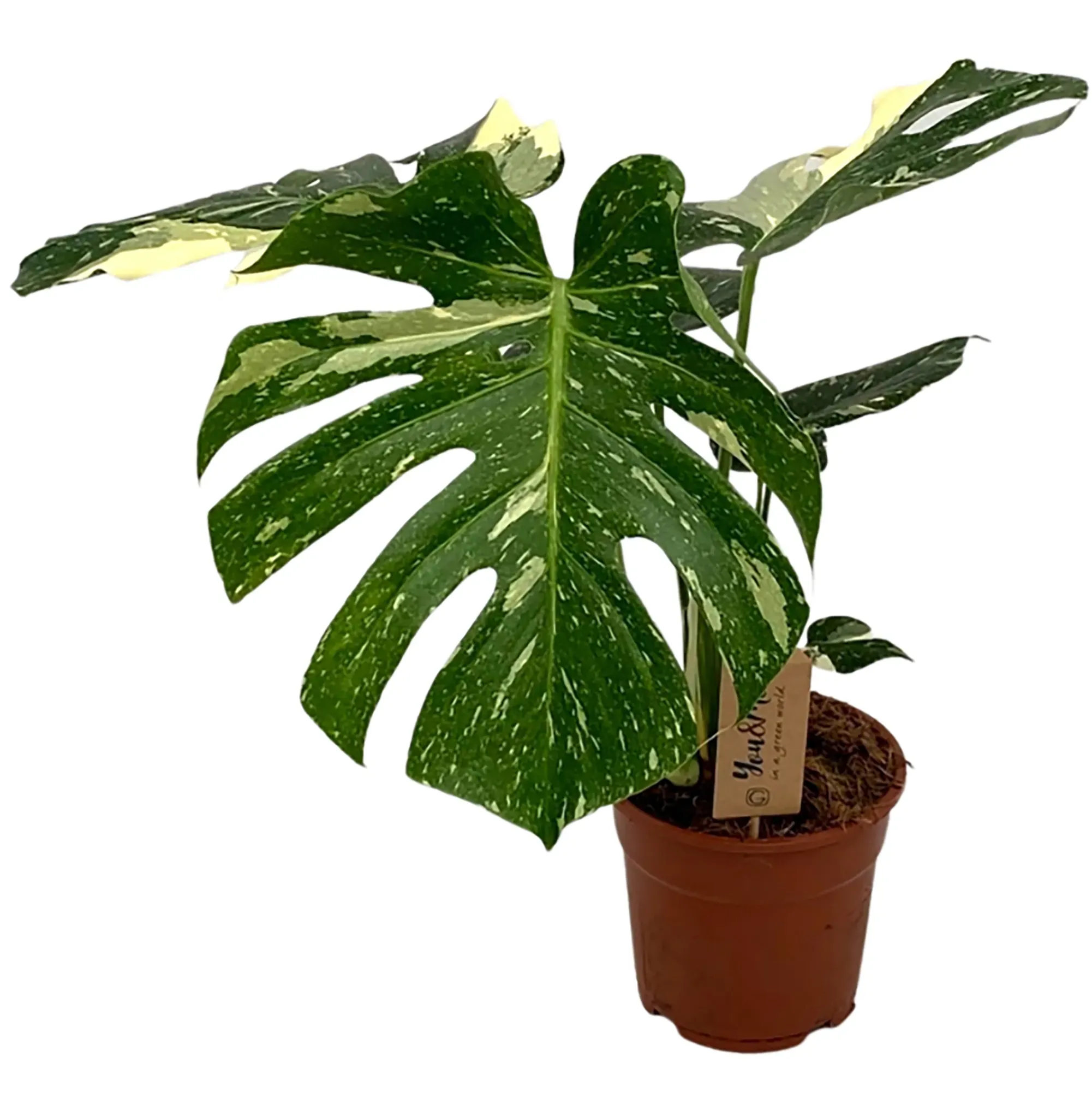 pinnatum albo variegata Epipremnum Pinnatum Variegata Albo – Foliage Dreams main image 1