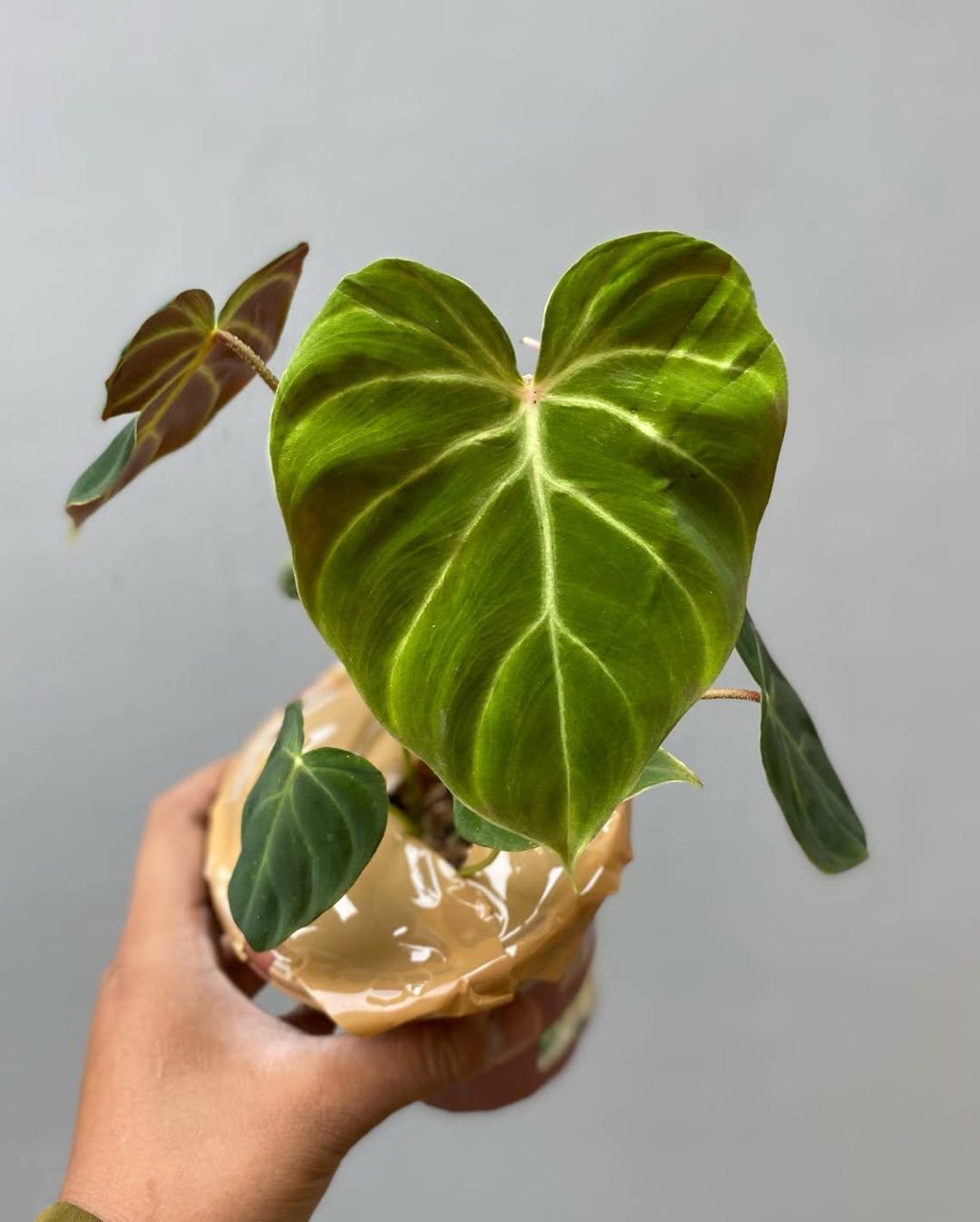 plant red Anthurium Red – Air Purifying Flowering Houseplant for Delivery – All About  Planties™ main image 1