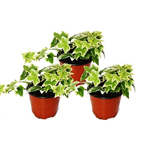 elefantenfuß shop Elefantenfuss | Beaucarnea recurvata