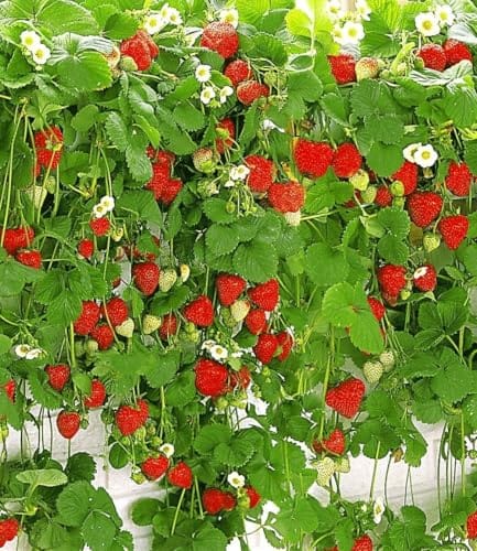 Kein Garten? Diese 11 Hngepflanzen machen auch Mini-Balkone urlaubsreif