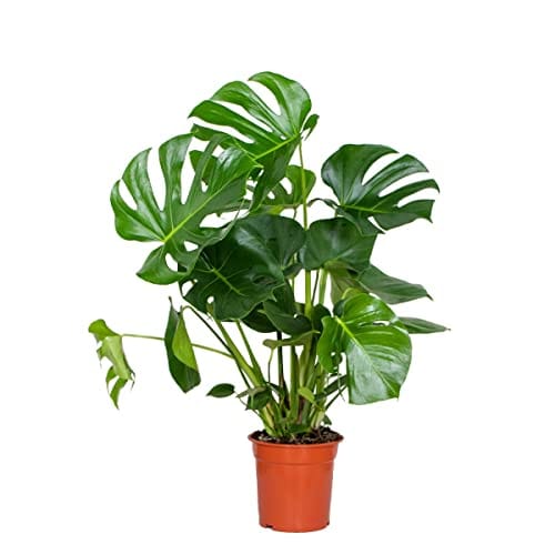 adenium variegata Adenium MINI Variegated Leaves Grafted Plant