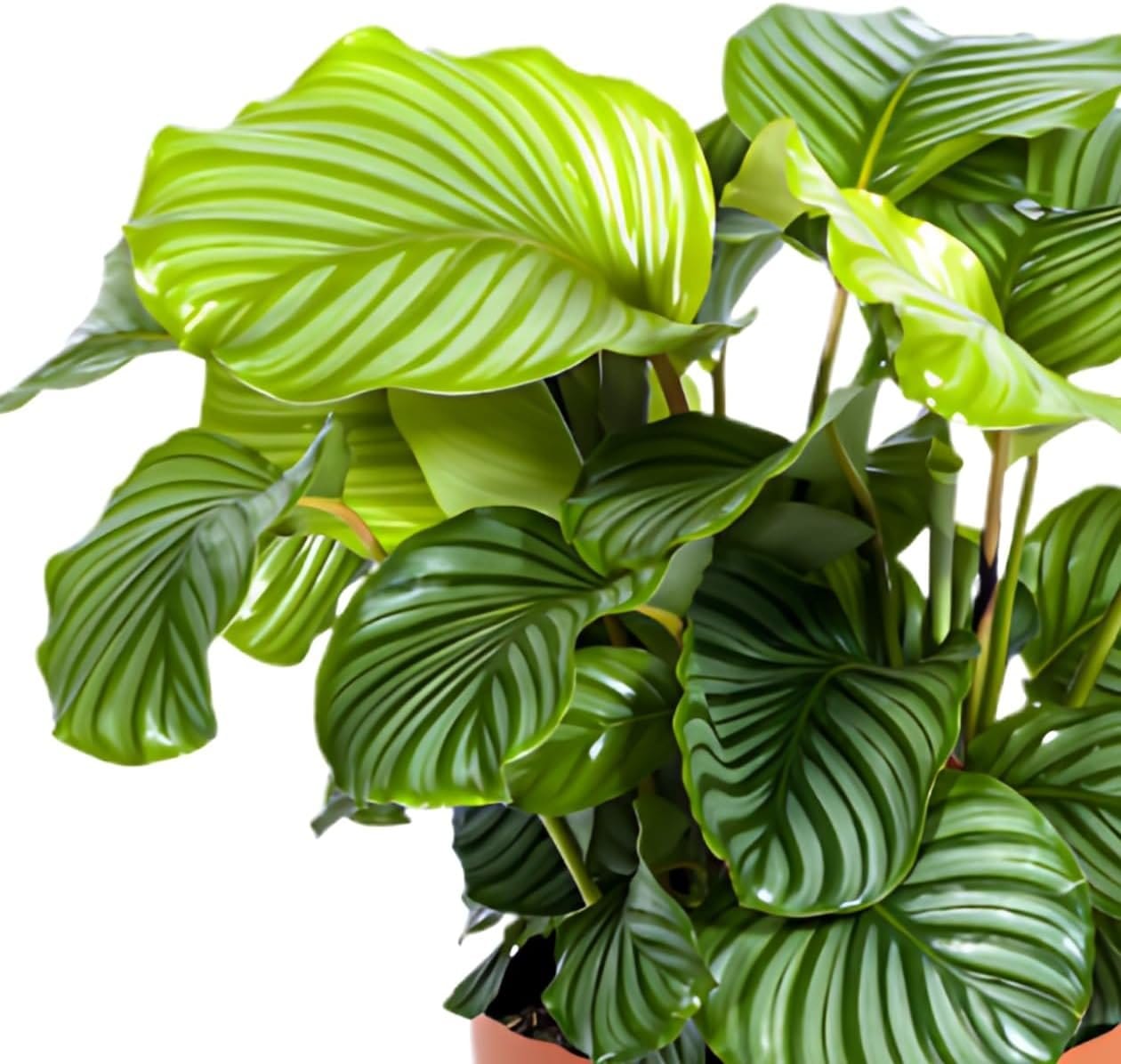 monstera lava Monstera deliciosa White Lava – Amazon Garden Thailand main image 0